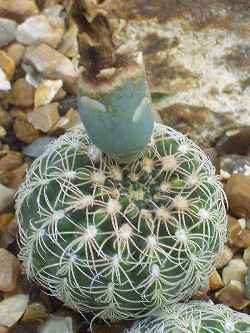 (Gymnocalycium calochlorum)