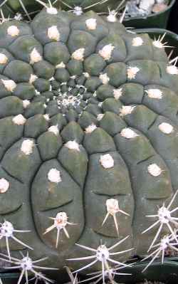 (Gymnocalycium mackieanum)