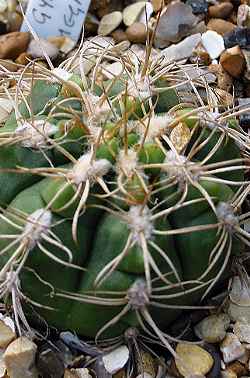 (Gymnocalycium megalothelos)