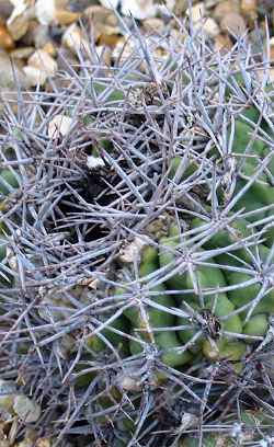 (Gymnocalycium mostii)