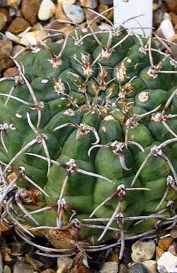 (Gymnocalycium netrelianum)