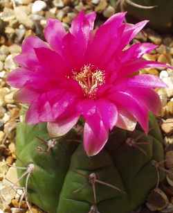 (Gymnocalycium oenanthemum)