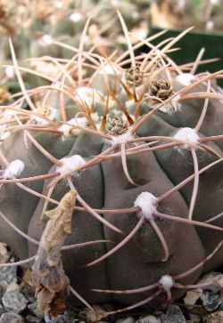 (Gymnocalycium riojense ssp. piltziorum )