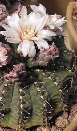 (Gymnocalycium platense)