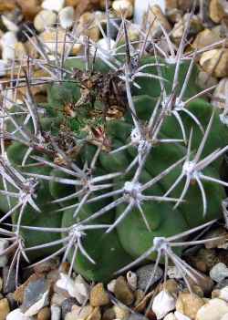 (Gymnocalycium striglianum)