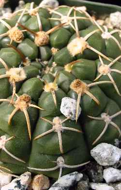 (Gymnocalycium uruguayense)