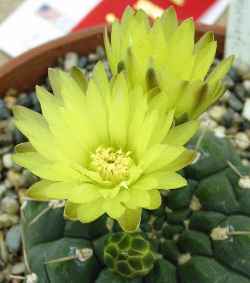 (Gymnocalycium uruguayense)