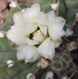 (Gymnocalycium ochoterenae ssp. vatteri )