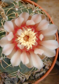 (Gymnocalycium altagraciense)