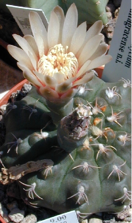 (Gymnocalycium altagraciense)