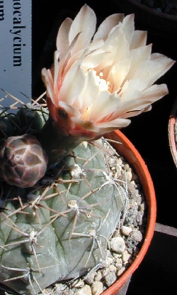 (Gymnocalycium stellatum)