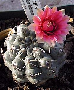 Dwarf chin(Gymnocalycium baldianum)