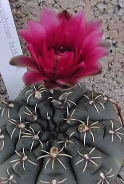 Dwarf chin(Gymnocalycium baldianum)