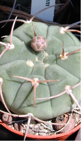 (Gymnocalycium bayrianum)