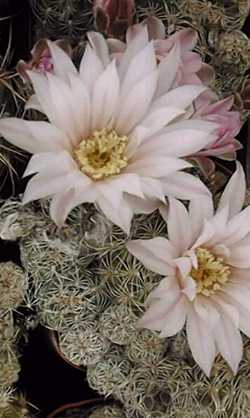 (Gymnocalycium bruchii)