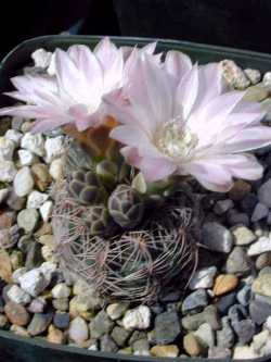 (Gymnocalycium bruchii cv. 'Pink Lace')