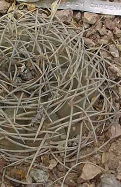 (Gymnocalycium spegazzinii ssp. cardenasianum )