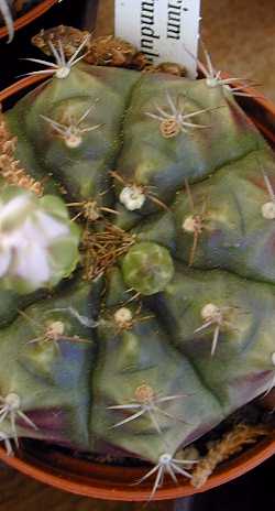 (Gymnocalycium anisitsii)