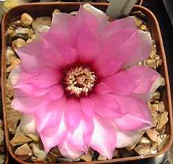 Spider Cactus(Gymnocalycium denudatum)