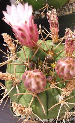 (Gymnocalycium eurypleurum)