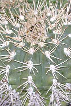 (Gymnocalycium eurypleurum)