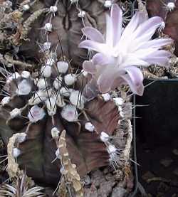 (Gymnocalycium stenopleurum)