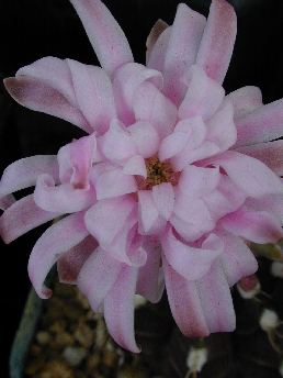 (Gymnocalycium stenopleurum)