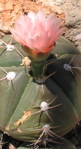 (Gymnocalycium horstii)