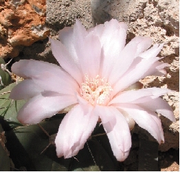 (Gymnocalycium horstii)