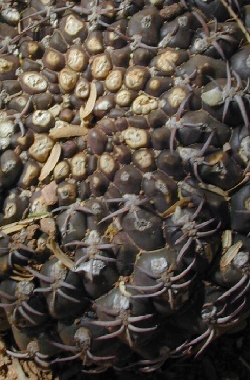 (Gymnocalycium hossei)