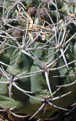 (Gymnocalycium mostii var. kurtzianum )