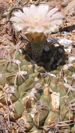 (Gymnocalycium marsoneri)