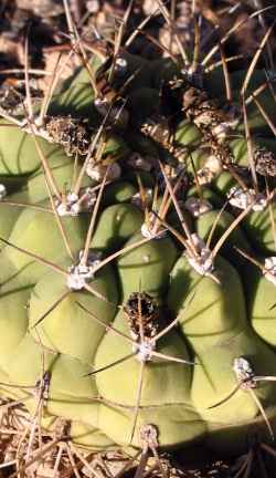 (Gymnocalycium marsoneri)