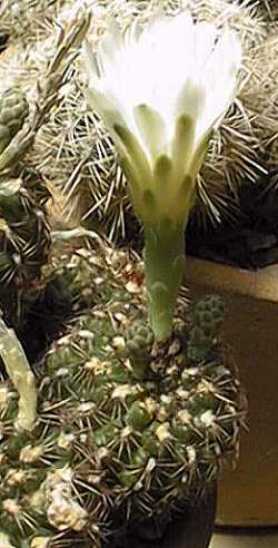 (Gymnocalycium mesopotamicum)