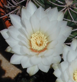 (Gymnocalycium mesopotamicum)