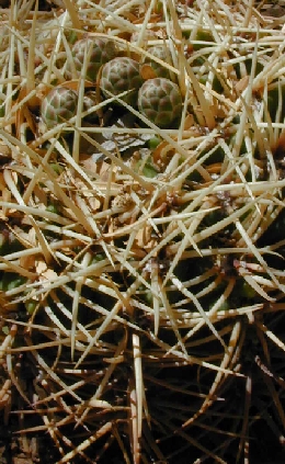 (Gymnocalycium monvillei)