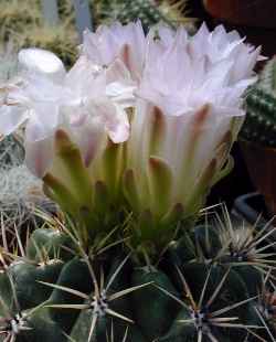 (Gymnocalycium monvillei)