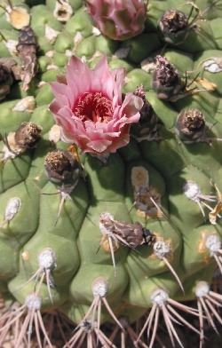 (Gymnocalycium pflanzii)