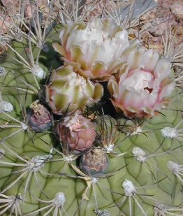 (Gymnocalycium pflanzii)