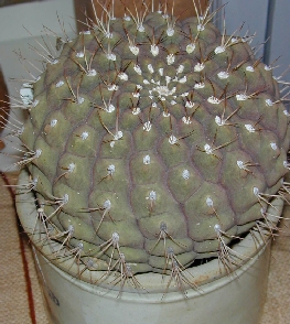 (Gymnocalycium pflanzii)