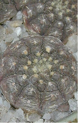 (Gymnocalycium ragonesei)