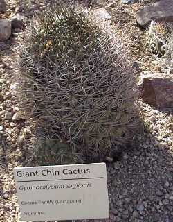 Giant Chin Cactus(Gymnocalycium saglionis)