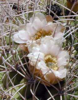 Giant Chin Cactus(Gymnocalycium saglionis)