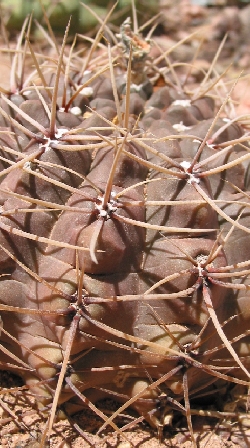 (Gymnocalycium schickendantzii)