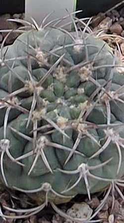 (Gymnocalycium tillianum)