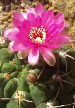 (Gymnocalycium tillianum)