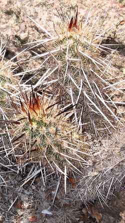 (Haageocereus decumbens)