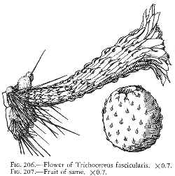 (Haageocereus fascicularis)