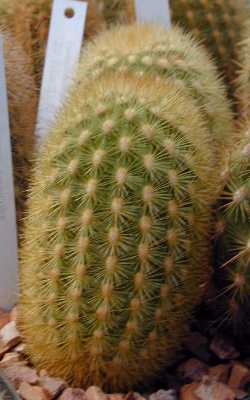 (Haageocereus versicolor)