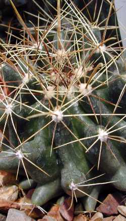 (Ferocactus hamatacanthus ssp. sinuatus )